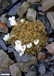 Veronica cheesemanii subsp. cheesemanii. A small cushion in flower. Rainbow Ski Field, Marlborough. Scale = 10 mm.
 Image: P.J. Garnock-Jones © P.J. Garnock-Jones CC-BY-NC 3.0 NZ